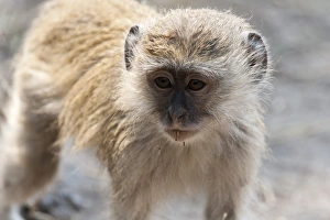 Wild Animals Prints: Vervet monkey (Cercopithecus aethiops), Chobe National Park, Botswana, Africa