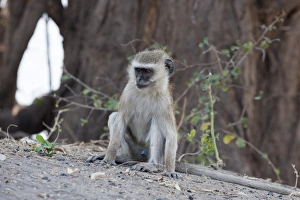 Vervet monkey (Cercopithecus aethiops), Chobe National Park, Botswana, Africa