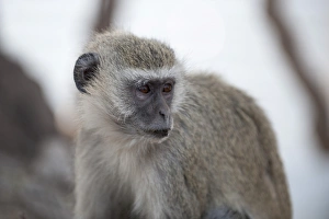 Vervet monkey (Cercopithecus aethiops), Chobe National Park, Botswana, Africa