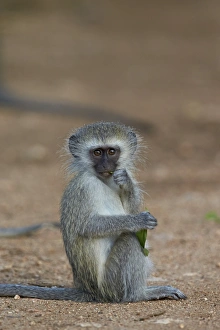 Vervet monkey (Chlorocebus aethiops), juvenile, Kruger National Park, South Africa