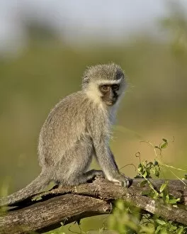 Images Dated 8th November 2006: Vervet monkey (Chlorocebus aethiops), Addo Elephant National Park, South Africa, Africa