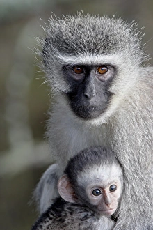 Images Dated 2nd November 2007: Vervet monkey (Chlorocebus aethiops) mother and infant, Mountain Zebra National Park