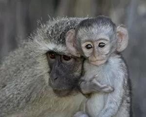 Images Dated 14th November 2007: Vervet Monkey (Chlorocebus aethiops) infant and mother, Kruger National Park