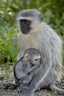 Images Dated 14th November 2007: Vervet Monkey (Chlorocebus aethiops) mother and infant, Kruger National Park