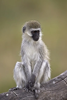 Vervet monkey (Chlorocebus aethiops), Serengeti National Park, Tanzania, East Africa, Africa