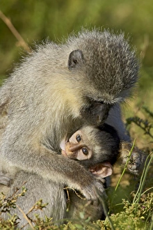 Vervet Prints: Vervet monkey (Chlorocebus aethiops) nursing