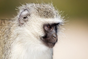 Vervet monkey (Chlorocebus pygerythrus), Kruger National Park, South Africa, Africa