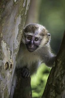 Uganda Prints: Vervet monkey (Chlorocebus pygerythrus), Uganda, Africa