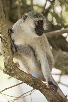 Uganda Prints: Vervet monkey, Lake Mburu National Park, Uganda, Africa