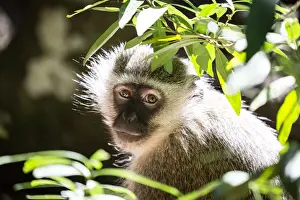 Plettenberg Bay Prints: Vervet Monkey at Monkeyland Primate Sanctuary in Plettenberg Bay, South Africa, Africa