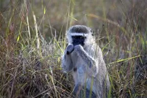 Images Dated 5th May 2008: Vervet monkey, Zimbabwe, Africa