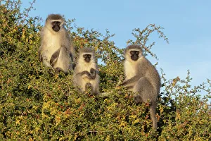 Three Animals Prints: Vervet monkeys (Chlorocebus pygerythrus)