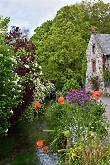 Local Flora Prints: The Veules River bank, the smallest river in France