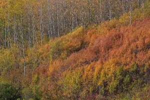 Alberta Prints: Vibrant autumn colors cover the forests near Astotin Lake in Elk Island National Park in Alberta