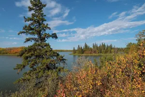 Alberta Prints: Vibrant autumn colors fill the forest around Astotin Lake in Elk Island National Park in Alberta during a sunny day