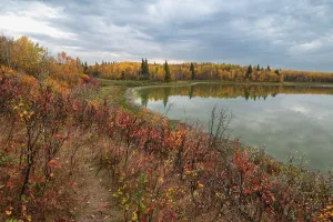 Trail Prints: Vibrant autumn colors fill the forests and shore near Astotin Lake in Elk Island National Park