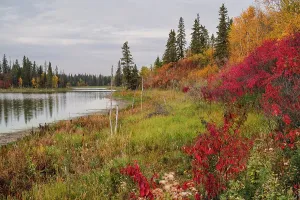 Botanical Prints: Vibrant autumn colors shine in forests by a lake in Alberta, Canada