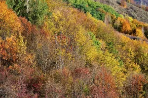 Lively Prints: Vibrant autumn landscape with colorful trees showcasing the beauty of nature in Romania
