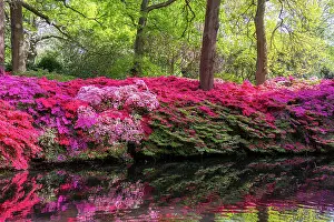 Wonderful Prints: Vibrant azalea flowers blooming by a tranquil pond in a lush garden setting