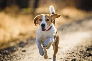 Light Beam Prints: A vibrant beagle running on a sunlit path, Graz, Austria