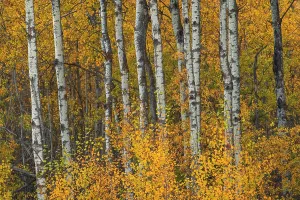 Trail Prints: Vibrant fall colors display in the boreal forest with aspens and birch in a national park in Alberta