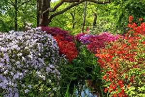 Floral Prints: Vibrant garden with lush azaleas in full bloom