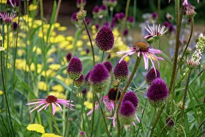 Outdoor Space Prints: Vibrant garden with purple coneflowers (alliums) and yellow blooms
