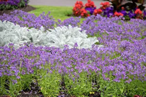 Petals Prints: Vibrant garden with purple flowers and green foliage