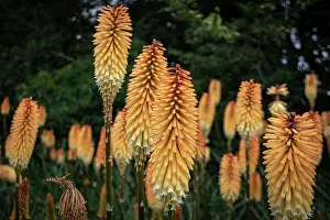 Kew Gardens Prints: Vibrant orange kniphofia flowers (red hot pokers)