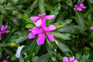 Petals Prints: Vibrant pink periwinkle flowers with lush green foliage background at Kew Gardens