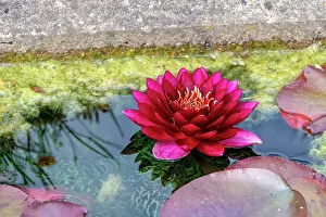 Botanical Garden Prints: Vibrant pink water lily blooming in a tranquil pond with green algae and lily pads