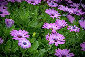 Wallpaper Prints: Vibrant purple daisies (osteospermum) with lush green leaves