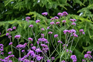 Botanical Garden Prints: Vibrant purple flowers of verbena with delicate stems against a lush green foliage background at Kew Gardens