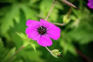 Petals Prints: Vibrant purple geranium flower with delicate petals against a blurred green foliage background at Kew Gardens