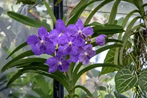Petals Prints: Vibrant purple orchids with green foliage in a greenhouse setting at Kew Gardens