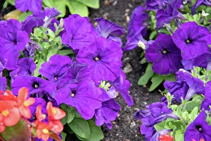 Flower Bed Prints: Vibrant purple petunias in bloom with green foliage