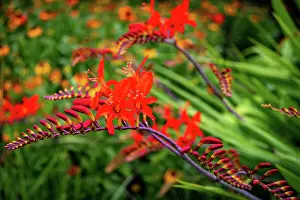 Petals Prints: Vibrant red crocosmia flowers with green foliage background at Kew Gardens