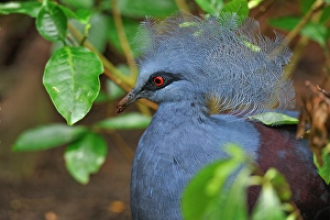 Texas Prints: Victoria crowned pigeon (Goura victoria)
