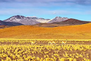 Grasslands Prints: Vicuas among yellow shrubs, Puna, Argentina