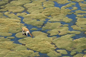 Lauca Prints: Vicuna grazing on moss at a spring, Parque Nacional de Lauca, Chile, South America