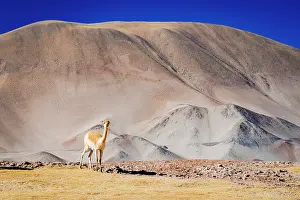 Grasslands Prints: Vicuna on the high-altitude plateau, Puna, Argentina