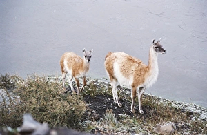 Relation Prints: Vicuna mother and young, Torres del Paine, Chile, South America