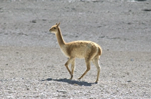 Altiplano Prints: Vicuna wild on altiplano, southwest highlands, Bolviia, South America