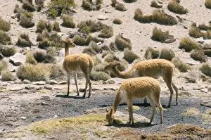 Lauca Prints: Vicunas grazing on moss at spring, Parque Nacional de Lauca, Chile, South America