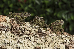 Wild Animals Prints: Vietnamese Mossy Frog (Theloderma Corticale), captive, Vietnam, Indochina, Southeast Asia