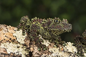 Vietnamese Mossy Frog (Theloderma Corticale), captive, Vietnam, Indochina, Southeast Asia