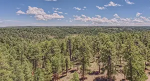 Watchtower Prints: View from the 80 foot tall historic Fire Watchtower at Jacob Lake, Arizona, USA