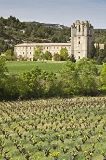 Images Dated 13th April 2011: View of the Abbey of Sainte-Marie d Orbieu, Lagrasse, across vineyards in Languedoc-Roussillon