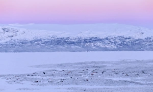 Norbottens Ian Prints: View of Abisko houses, on the banks of Tornetrask Lake, Abisko, Abisko National Park