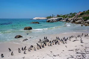 Flock Of Birds Prints: View of African penguins on Boulders Beach